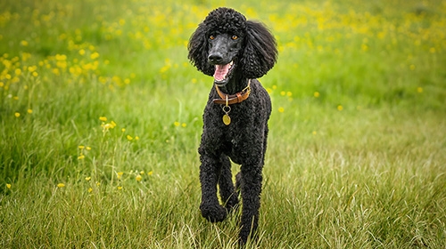 不掉毛中型犬推薦-5大低致敏犬種-照顧重點-美容次數全指南-貴婦狗-Poodle